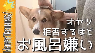 お風呂に逃げまわる愛犬…もう諦めました😂