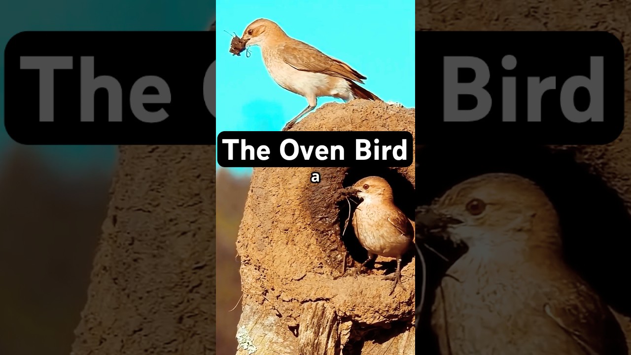 This Bird Bakes Its Own House! Ovenbird