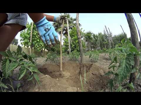 Video: Come spargere il pacciame intorno agli alberi: 10 passaggi