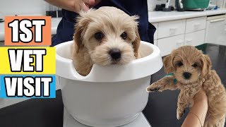 PUPPY GOES TO THE VET FOR THE FIRST TIME! | Maltipoo Puppy by Kai the Maltipoo 4,625 views 3 years ago 2 minutes, 1 second