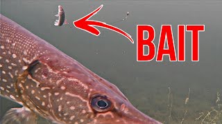 Pike CRUSHES Live Bait On CAMERA!