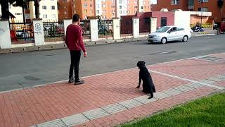 Video del Año 2017    Poniendo a prueba a mi Perro Onix Labrador Retriever Negro en un contexto real