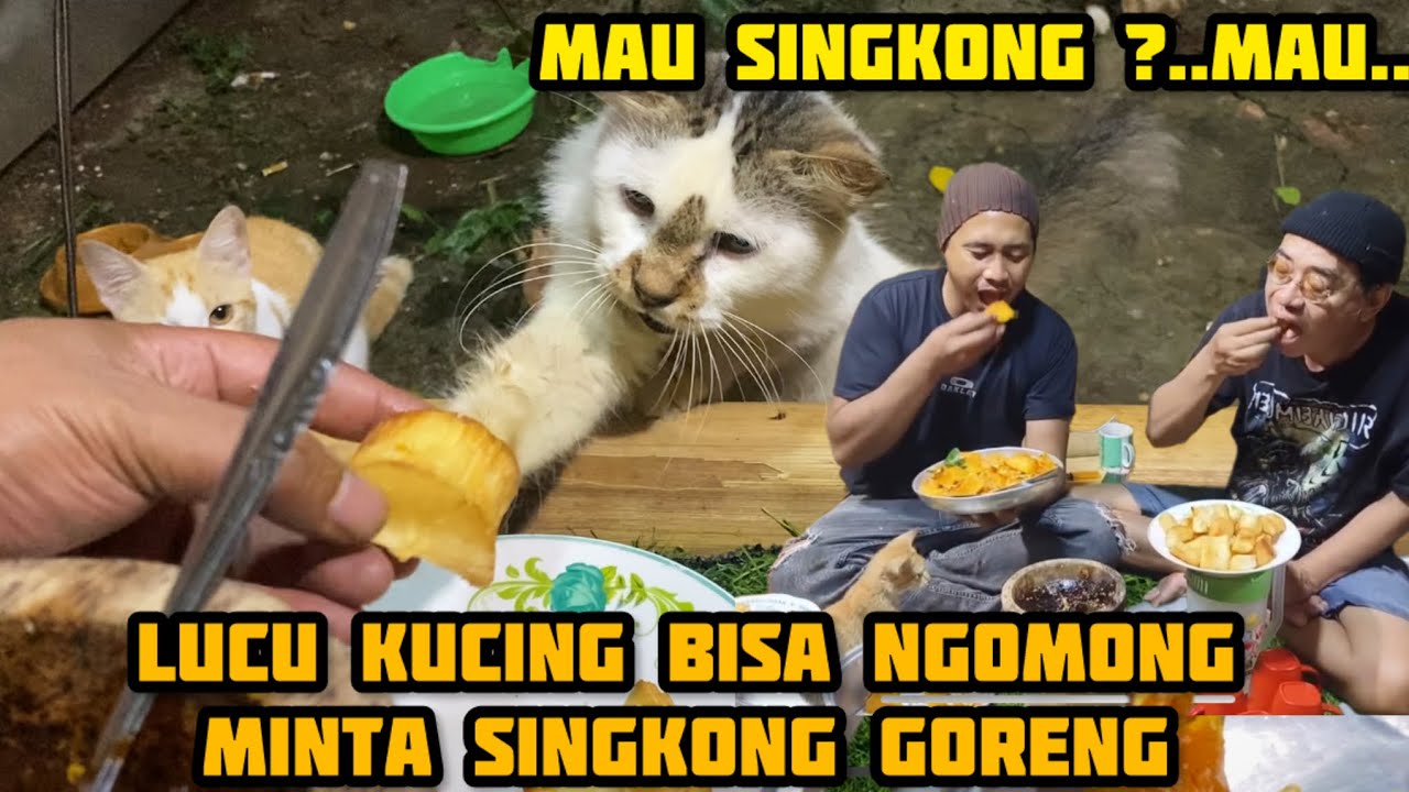 KUCING INI BISA NGOMONG MINTA SINGKONG GORENG SAAT NGERONDA DI SAUNG‼️