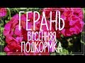 Подкормка герани весной. Первая подкормка пеларгонии