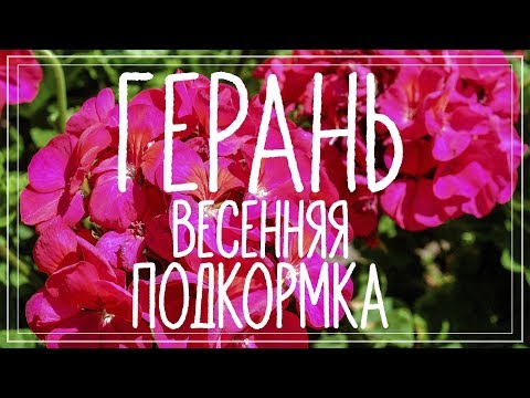 Подкормка герани весной. Первая подкормка пеларгонии