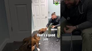 Vet has patience with his terrified patient #animals #dogs #dogs by Animals Doing Things  48,385 views 10 months ago 2 minutes, 31 seconds