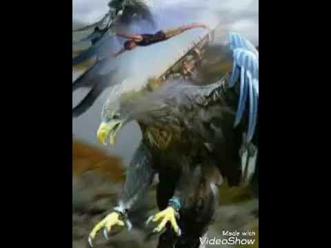 الصقر الجارح 