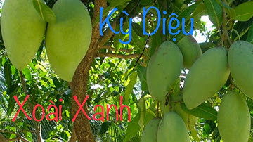 10 tác dụng chữa bệnh tuyệt vời của quả xoài xanh