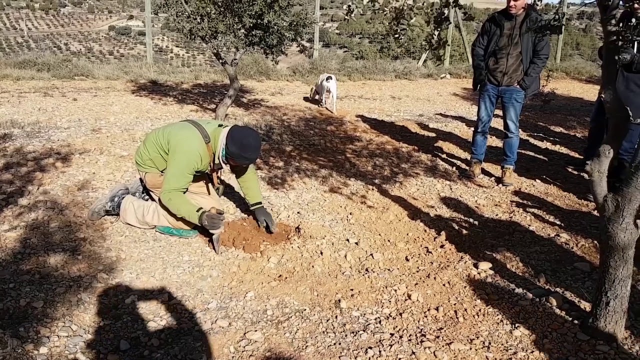 Let your Money Grow on Trees 