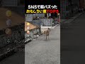 SNSで超バズった / おもしろい鹿TOP5