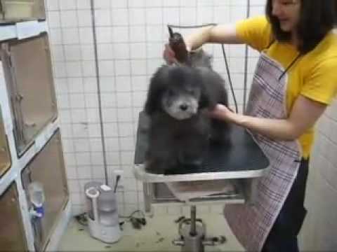 トイプードルシルバーのトリミングデビュー First Grooming For Silver Toy Poodle Youtube