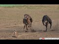 Shikari kutte ki race  greyhounds racing