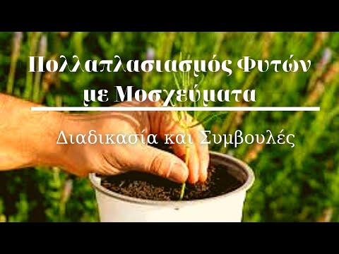 Βίντεο: Μοσχεύματα φυτών ριζοβολίας: Πώς να ξεκινήσετε τα φυτά από μοσχεύματα