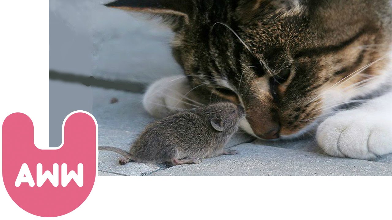 Cat and Mouse Become Best Friends - YouTube