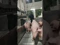 開始跟二師兄鬥智鬥勇了