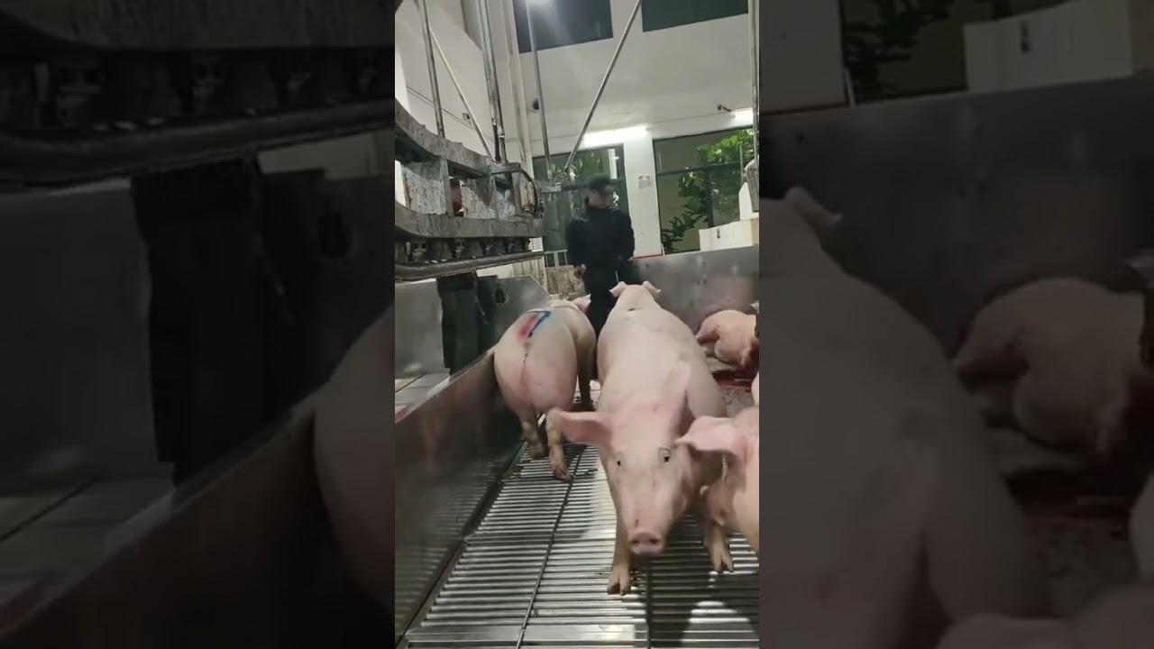 開始跟二師兄鬥智鬥勇了