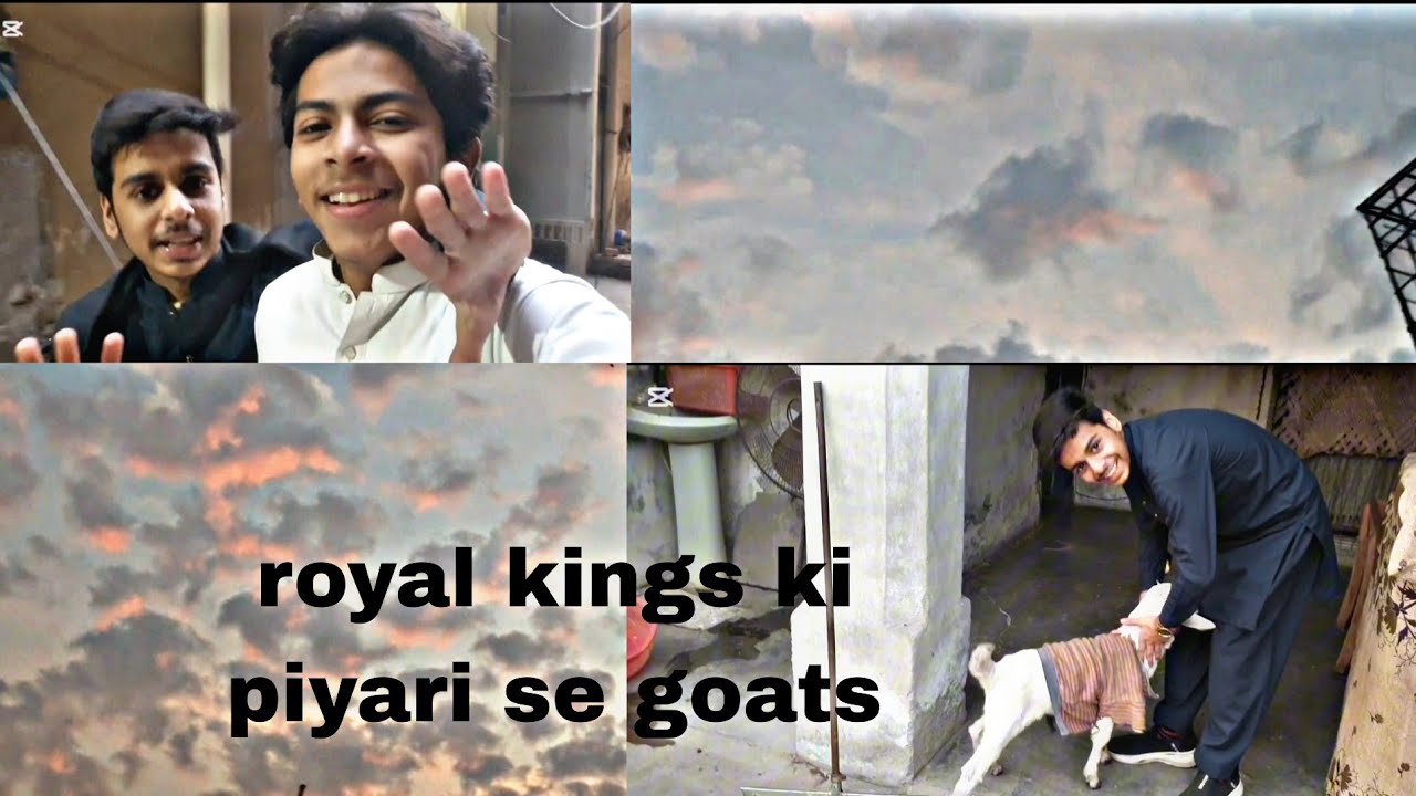 Royal Kings ki piyari se goats 