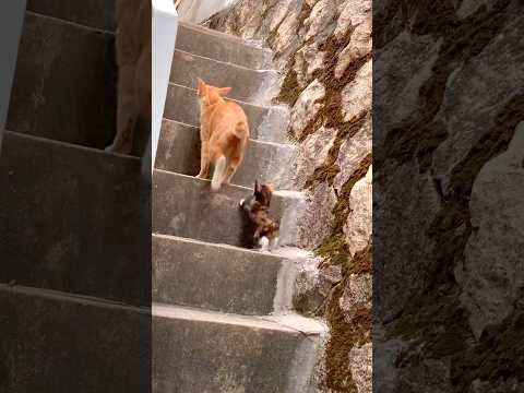 Cute cat ♥️mama cat  #asmr #cat