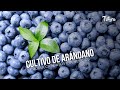 Cultivo de arándano: producción, usos y beneficios - TvAgro por Juan Gonzalo Angel