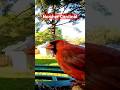 Northern Cardinal