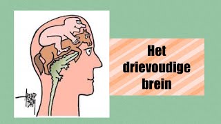 Het drievoudige brein