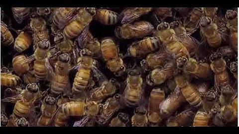 Rory Sutherland on Bees