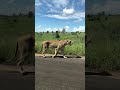 Kruger National Park - Fui e Viajei