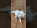 Persian cat shop lucknow #pratapgarh #hardoi #allahabad #banaras #ayodhya #sultanpur #lakhimpur