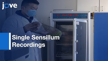 Single Sensillum Recordings For Locust Palp Sensilla Basiconica