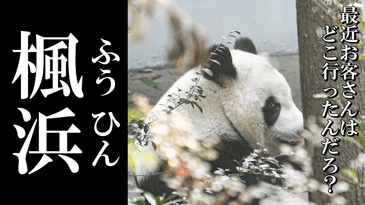 3か月ぶり⁉ お庭にいるやん！ 一瞬だけ姿を見せてくれた楓浜ちゃん✨