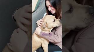Couple Celebrates Valentines Day By Saving Two Euth Listed Dogs The Dodo