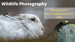 Photographing Mountain Hares in Scotland | Wildlife Photography | Tragopan Poncho