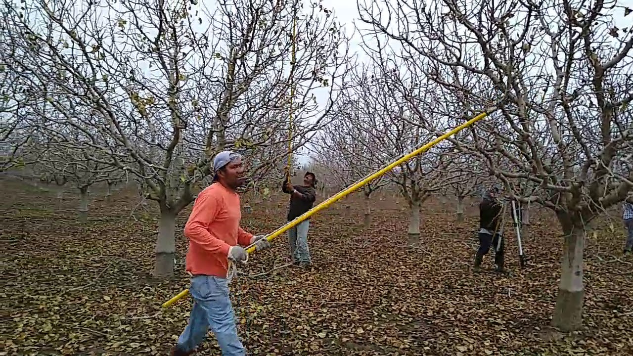 En mendota podando pistachos con resorteras y tijeras cuadrilla de Daniel Mendoza