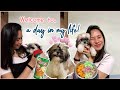 A day in the life of matcha  matcha the shih tzu  shih tzu ph