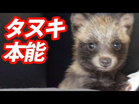 犬のように尻尾を振る赤ちゃんタヌキが可愛すぎる Youtube