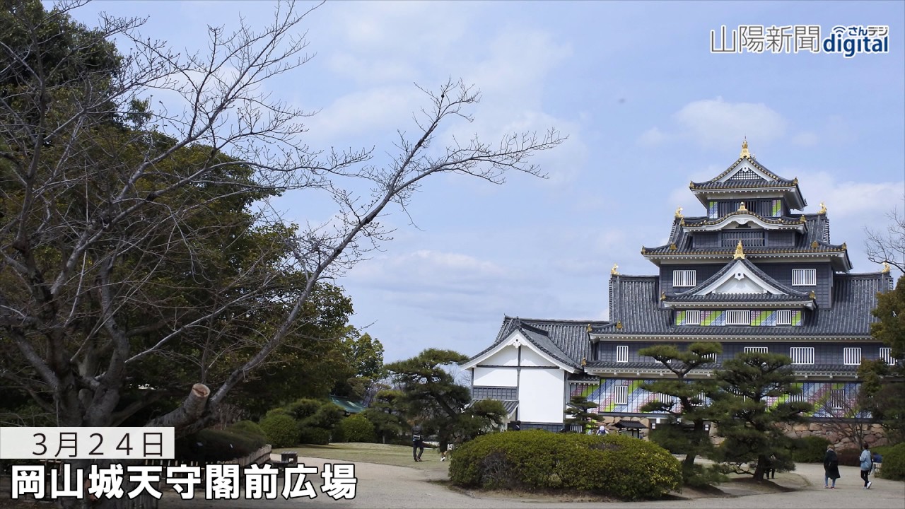 桜 つぼみから開花まで　岡山城・後楽園一帯で１カ月撮影