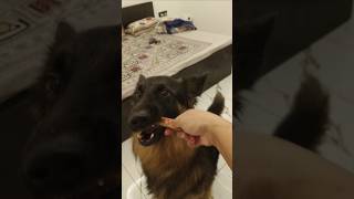 #the #STROM #germanshepherd #trending #viral #shorts #youtubeshorts #dog #food #funny