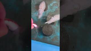 Octopus Snaps Fish From Hand In Tank