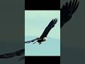 बाज के बारे में 5 हैरान कर देने वाले तथ्य  | Amazing Eagle Facts #shorts