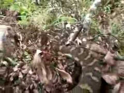 3 Metre Carpet Python