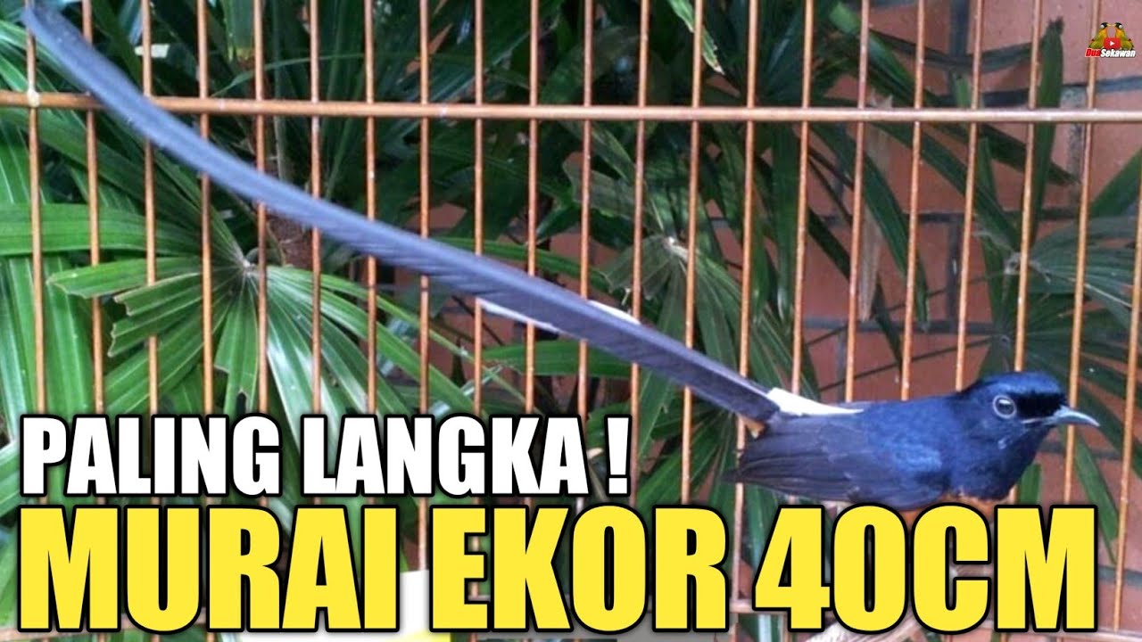 SIDAK ! HOTEL BURUNG MURAI BATU TERBESAR DI INDONESIA ! ADA EKOR 40CM !