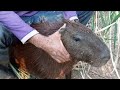 PEGUEI UMA CAPIVARA NA MÃO