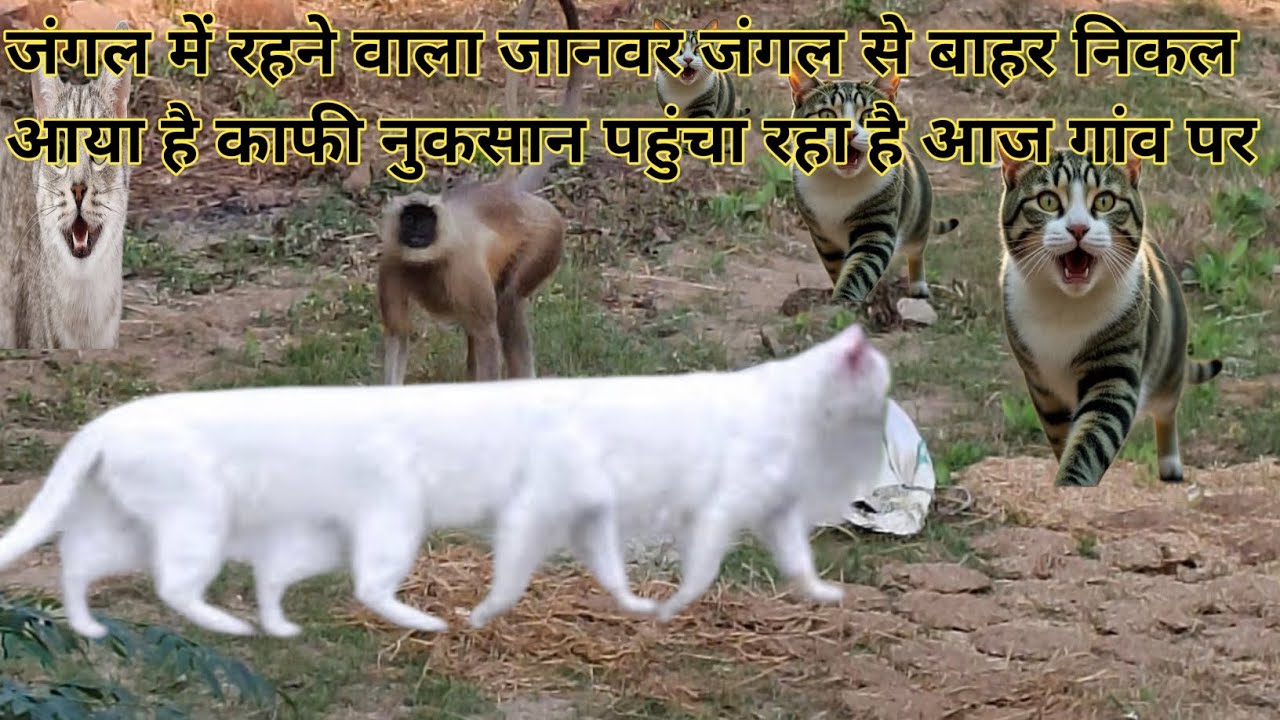 जंगली बंदर jungali Bandar 