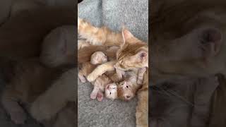 Maine Coon Mom’s Love ❤️ Cute Kittens Cuddling | Funny Cat Video