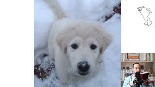 Maremmano Abruzzese Sheepdog or Maremma Sheepdog. In movie, Q & A, Is Family Dog, With Kids