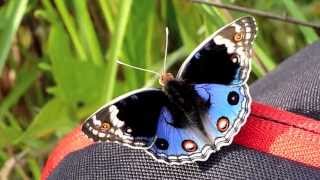 Blue Pansy / Junonia orithya   アオタテハモドキ