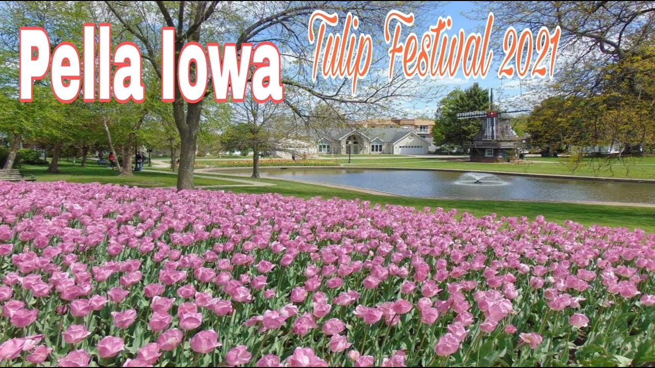 Pella Iowa USA/Tulips Festival Pella Iowa in Pella Iowa/Tulips YouTube