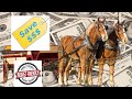 Budgetfriendly belgian draft horse team quality at a reasonable price