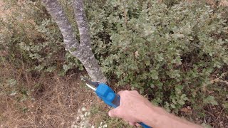 Pruning Trees: When a Clean Cut Is Worth More in the Mediterranean Climate