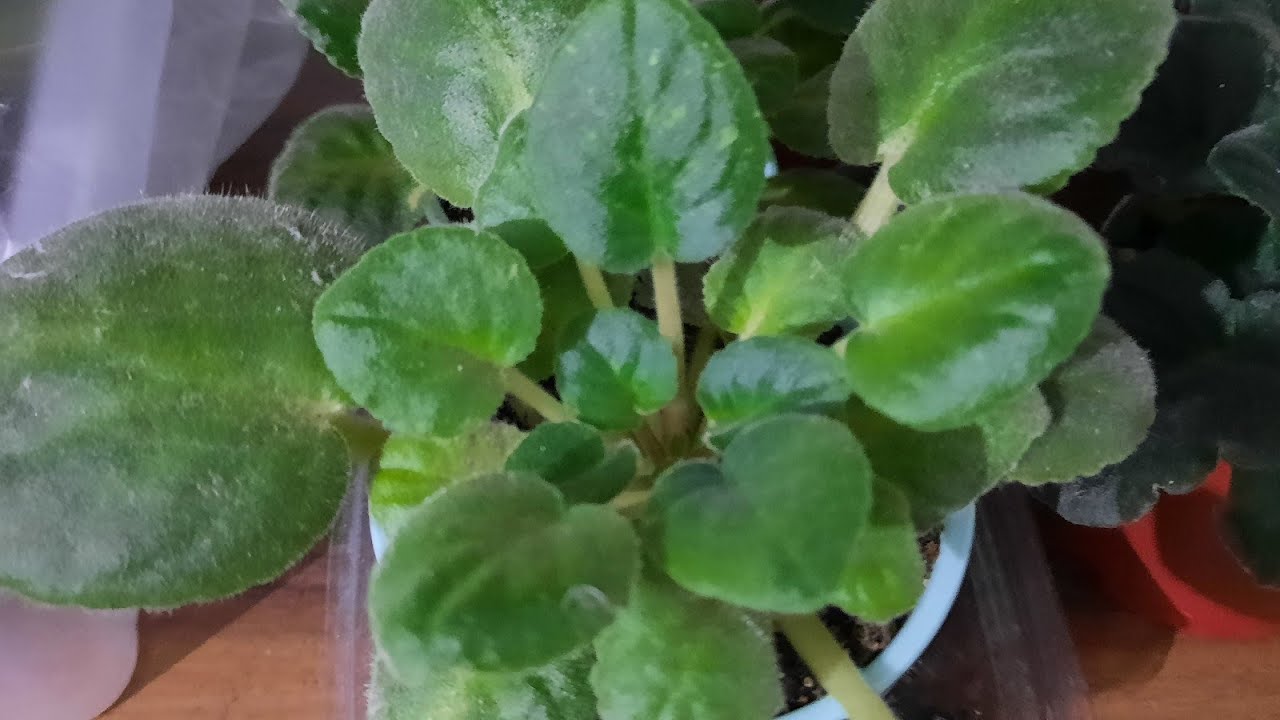 #Menekşe #Kurtarma  Menekşe çiçeğinde sera yapımı. özel tür menekşelerim. Menekşe çiçeği bakımı.